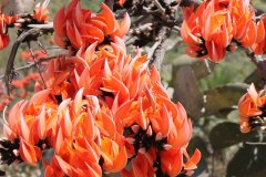 Palash Bloom