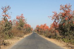 Palash Flower Bloom